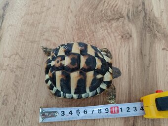 Predám suchozemsku korytnačku Testudo Hermanni - 7