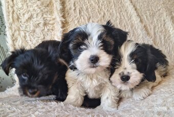 Yorkšhir,york,yorkšhirsky terier ,biewer - 7