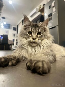 Maine coon,  mainská mývalia s PP - kocúrik - 7