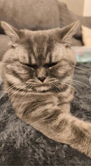 Predám Britské mačiatko - 7