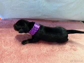 Stenata dobermana - 7