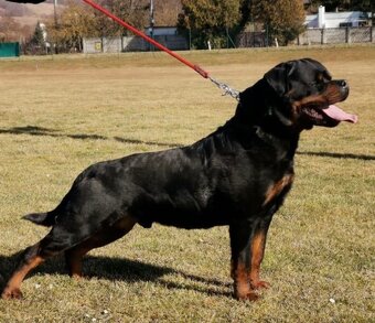 Rottweiler, rotvajler, rtw - 7