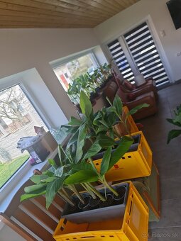 Banan,bananovniky,maurelli atd. - 7