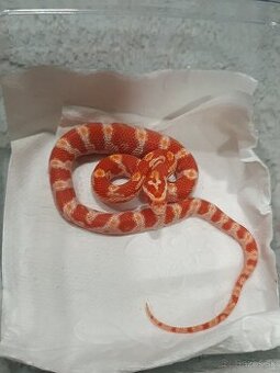 Užovka americká, Pantherophis guttatus, odchov - 7