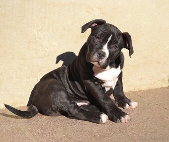 American bully - NIKE - rezervovaný do 11.10. - 7