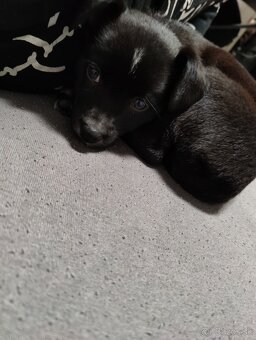 Labrador šteniatka - 7