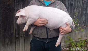 Odstavčata 30-35kg - 7