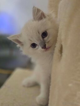 Ragdoll mačiatka - 7