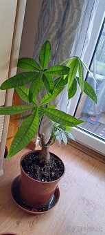Monstera Thai odrezok - 7