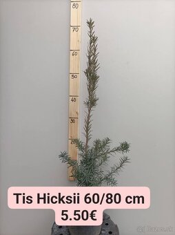vavrínovec, červienka, živý plot - 7