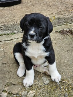 Darujem šteniatka. - 7