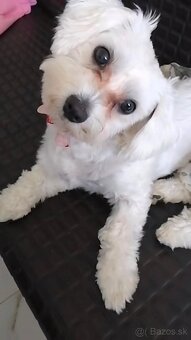Mini maltezak - 7