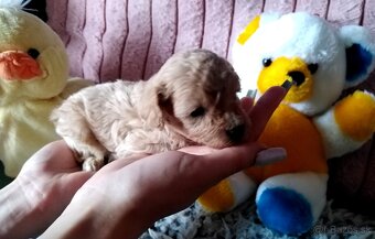 Pudlik pudel mini toy - 7