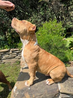 American bully XL - 7