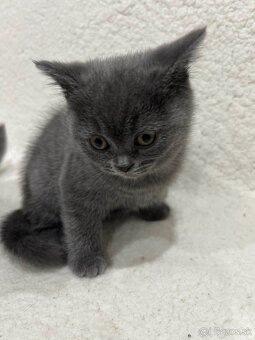 Britské maciatka - 7