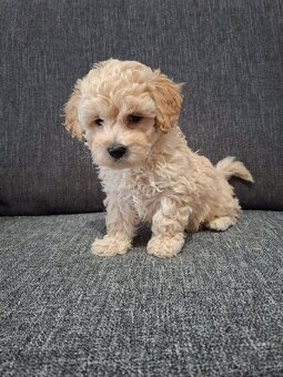 Maltipoo - 7