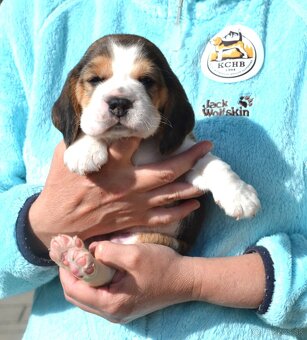 Bigel, bigl, beagle s PP - 7