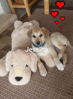 Labradorka Jessica - 7