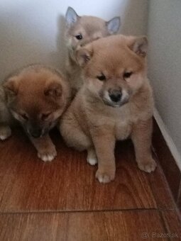 Predám šteniatka Shiba inu - 7