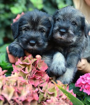 Knírač střední pepř a sůl, štěňata s PP - 7