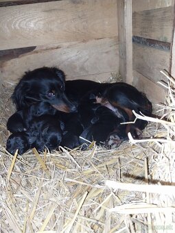 Šteniatka jazvečìka dlhosrstého - 7