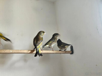 Predám Zelienky - 7