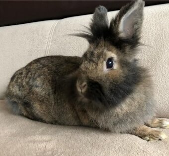 Zajkovia na Adopciu - 7