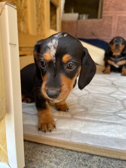🐶 Na predaj – Šteniatka jazvečíka krátkosrstého štandard - 7
