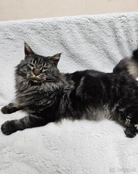 Maine coon, mainská mývalia mačka - 7