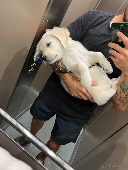 Zlatý retriever hľadá nový domov - 7