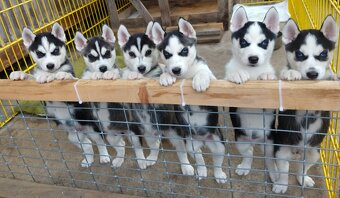 Sibiřský husky bez PP - poslední 3 kluci - 7
