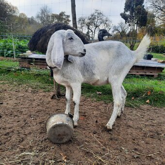 100% Anglonubijska koza (sivá) - 7