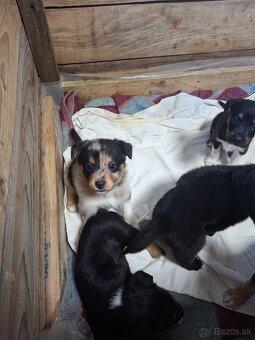 Darujem šteniatka - 7