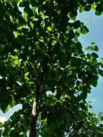 Cisarsky strom Paulownia  a Aloe vera - 7