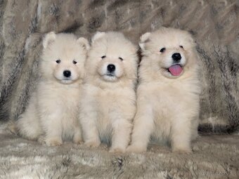 SAMOJED ŠTENIATKA S RODOKMEŇOM - 7