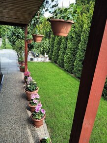Ponúkam na predaj záhradu s murovanou chatkou - 7