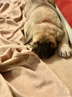 Španělský mastin štěňátka k odběru od 20.1. - 7