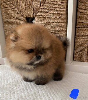 Pomeranian orange - 7