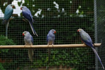 Alexander malý Hch - 7