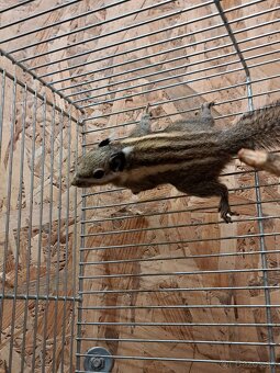 Predám veveričky - 7