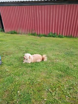 🎁 DARUJEME 4 MALÉ ŠTENIATKA – VŠETKO PSÍKOVIA 🐶🐶🐶🐶 - 7