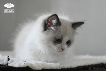 Ragdoll s PP - 7