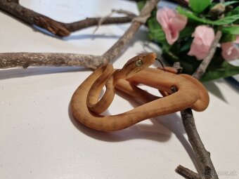 Corallus Hortulanus - 7