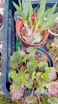 Predám rôzne trvalky - 7