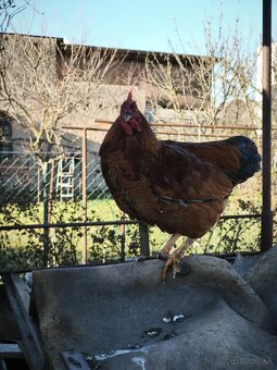 Predám mladé kohúty - SÚRNE - 7