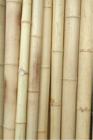 BAMBUS tyče tyče s Arundo DonaxZ trstiny - 7