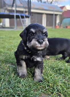 Bradáč malý čiernostrieborný - 7