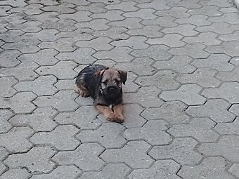 Border teriér štěňata s PP , fenky - 7