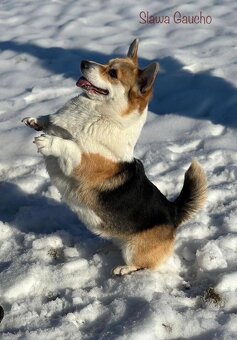 Welsh corgi pembroke s PP - 7