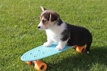 Welsh corgi pembroke s PP - 7